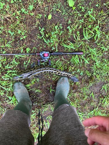 ライギョの釣果