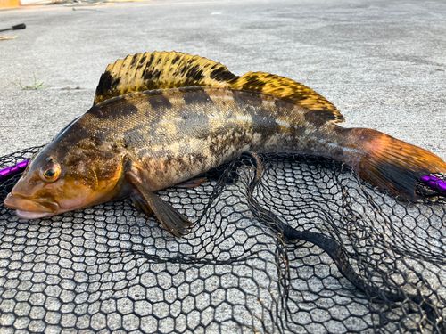 アイナメの釣果