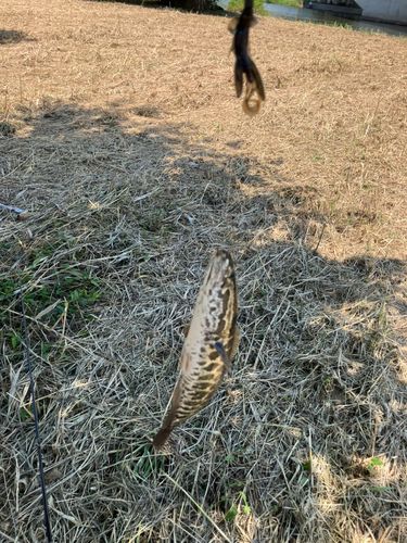 ライギョの釣果