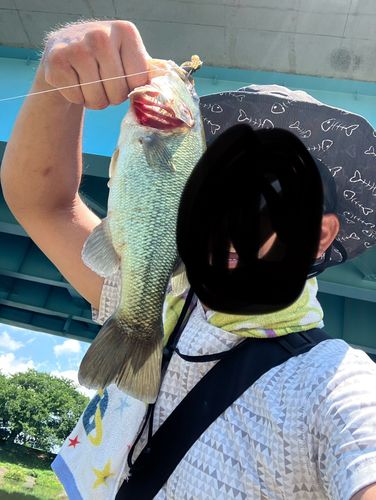 ライギョの釣果