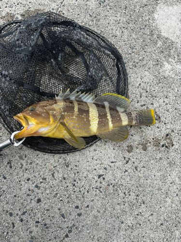 アオハタの釣果