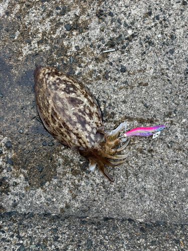 コウイカの釣果