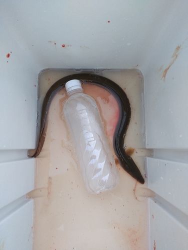 ウナギの釣果