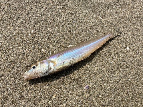 キスの釣果