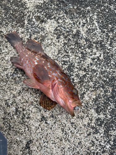 キジハタの釣果