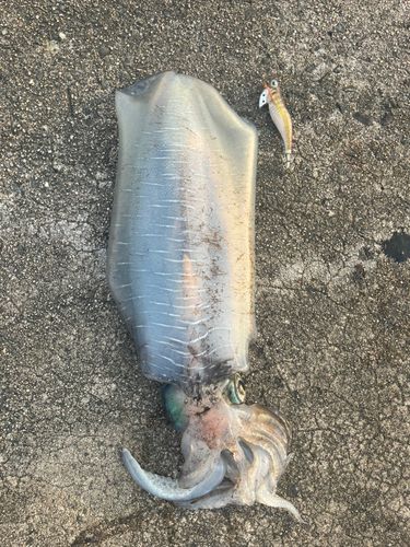 アオリイカの釣果