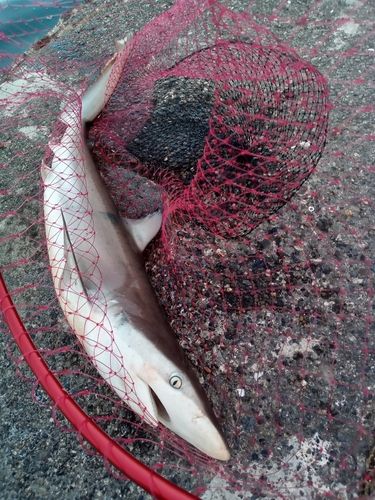 ヨシキリザメの釣果