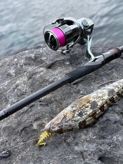 アイナメの釣果