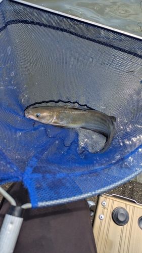 アメリカナマズの釣果