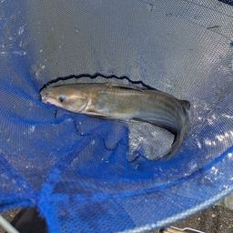 アメリカナマズ