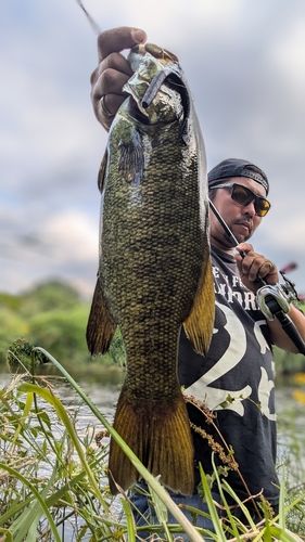 スモールマウスバスの釣果