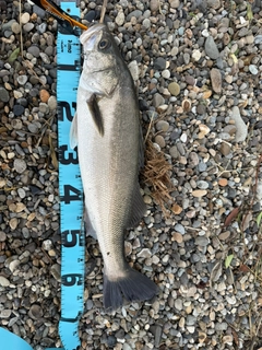 スズキの釣果