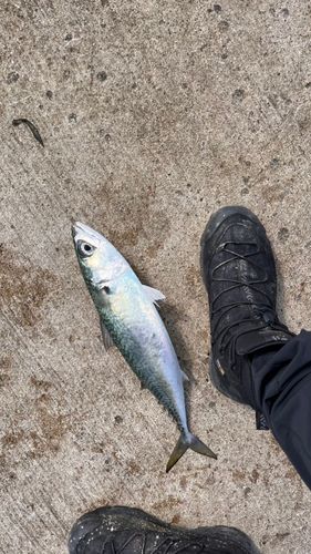 ワラサの釣果