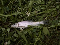 ニゴイの釣果