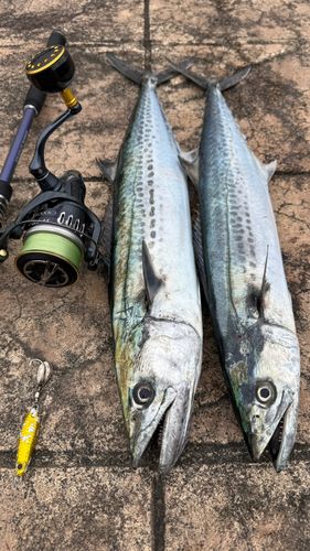 サゴシの釣果