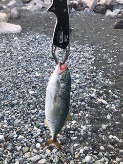 ワカシの釣果