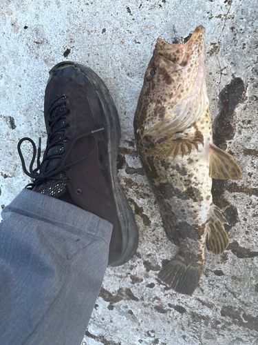 タケノコメバルの釣果