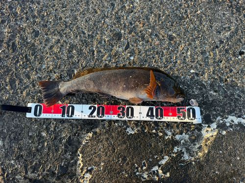 アブラコの釣果