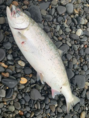 サクラマスの釣果