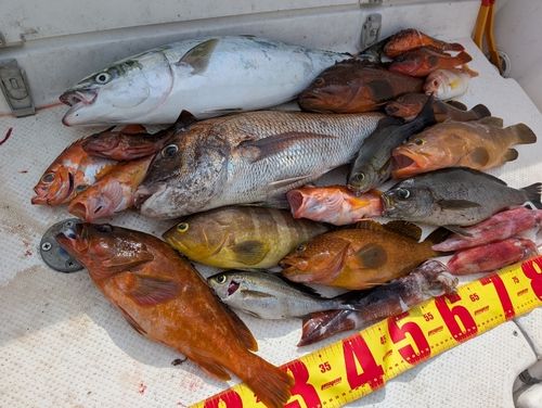 マダイの釣果