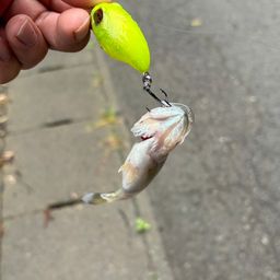 ブラックバス