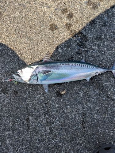 ソウダガツオの釣果