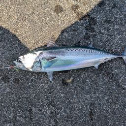 ソウダガツオ