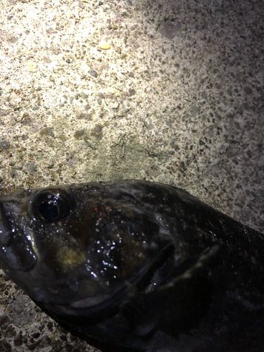 クロソイの釣果