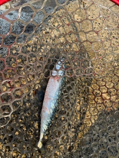 サバの釣果