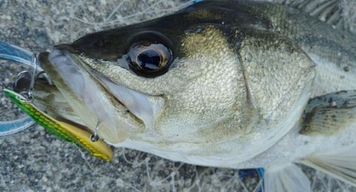 シーバスの釣果