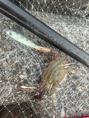 タイワンガザミの釣果