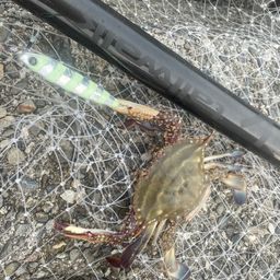 タイワンガザミ