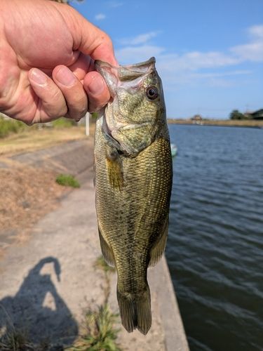ラージマウスバスの釣果