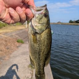 ラージマウスバス