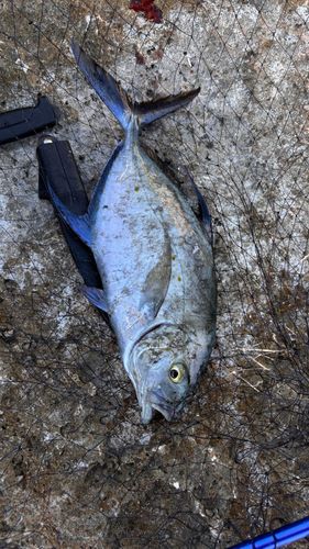 ナンヨウカイワリの釣果