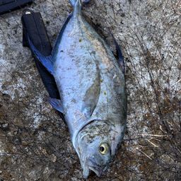 ナンヨウカイワリ