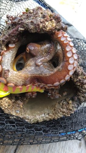 タコの釣果