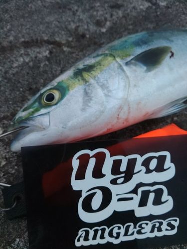 フクラギの釣果