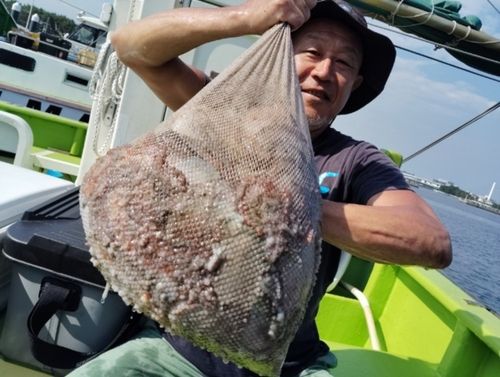 マダコの釣果