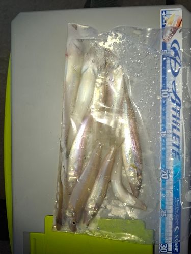 シロギスの釣果