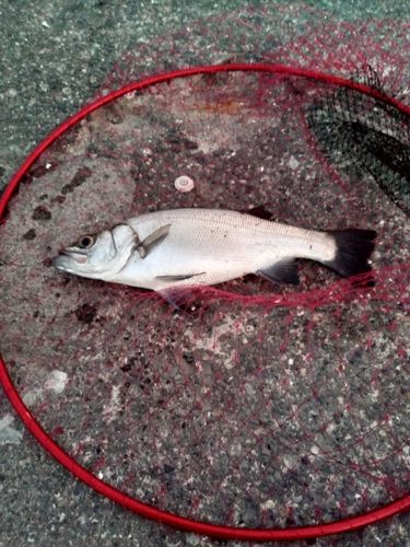 セイゴ（ヒラスズキ）の釣果