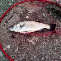 セイゴ（ヒラスズキ）