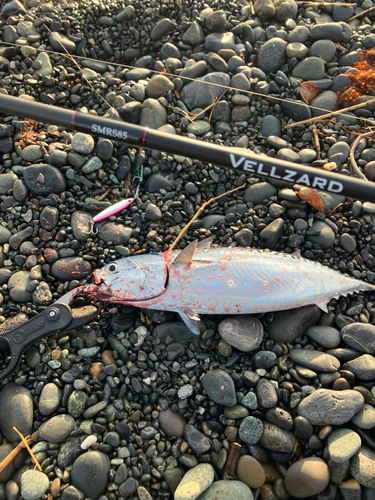 ソウダガツオの釣果