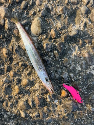 アカカマスの釣果