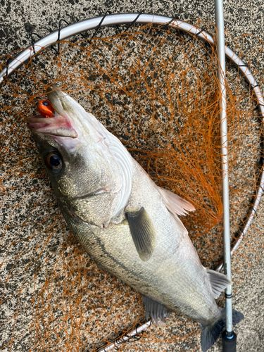 スズキの釣果