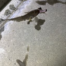 ハゼ