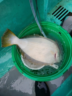 ヒラメの釣果
