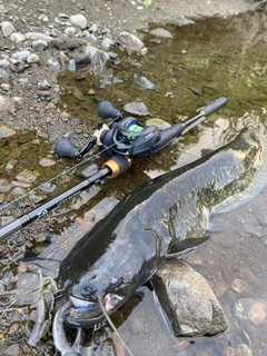 ナマズの釣果