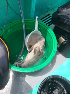 イシナギの釣果