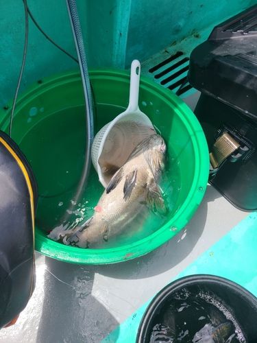 イシナギの釣果